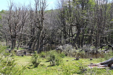 Landscape  National  Forest