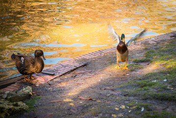 ducks on a pond on a park