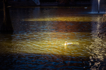 white duck on a pond in the park