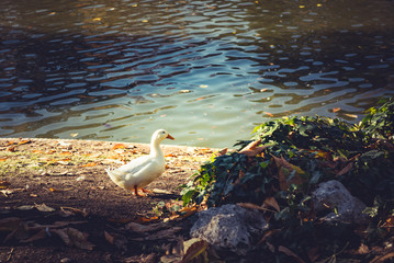 walking white duck near pond on the park