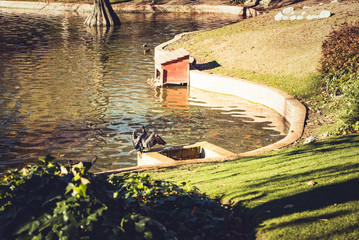 Black cormoran on a park