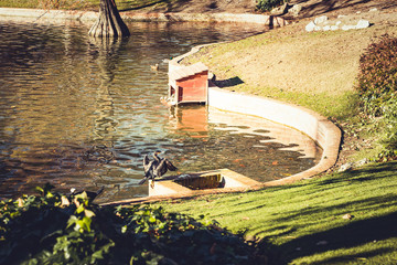 Black cormoran on a park