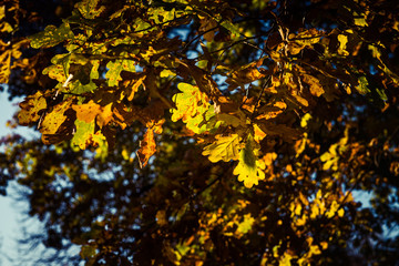 Fototapeta na wymiar oaktree leaves on a forest floor