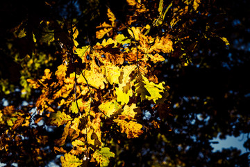 Obraz na płótnie Canvas oaktree leaves on the sun 