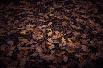 oaktree leaves on the floor