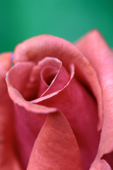 mauve rose