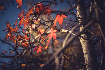 red autumn leaf