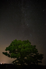 セブンスターの木　星々の下で