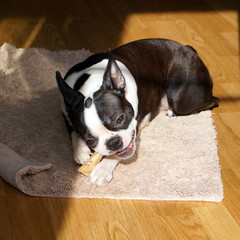 Pet Boston Terrier: maintenance and care