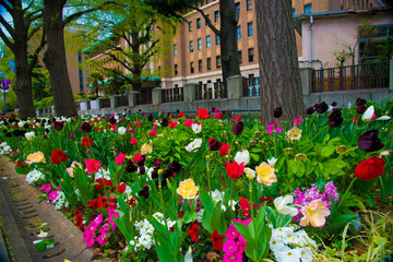 Tulips in Tokyo, Japan. Tokyo is one of the important cities in Japan for cultures and business markets.