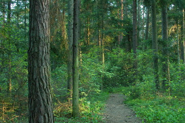 Gorecko Koscielne © M. G. Koperkiewicz