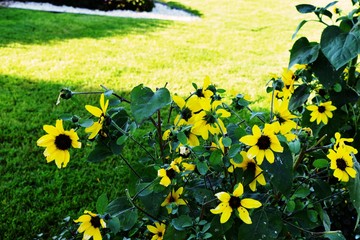 yellow flower