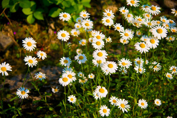 White flowers in Toyama, Japan. Toyama is one of the important cities in Japan for cultures and business markets.