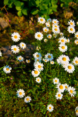 White flowers in Toyama, Japan. Toyama is one of the important cities in Japan for cultures and business markets.