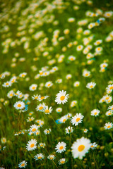 White flowers in Toyama, Japan. Toyama is one of the important cities in Japan for cultures and business markets.