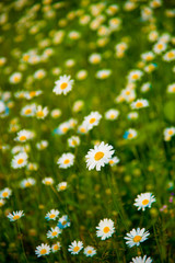 White flowers in Toyama, Japan. Toyama is one of the important cities in Japan for cultures and business markets.