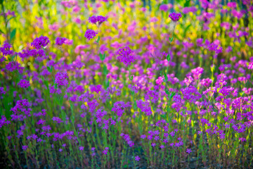 Purple flowers in Toyama, Japan. Toyama is one of the important cities in Japan for cultures and business markets.