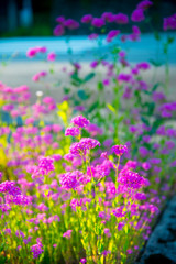 Obraz premium Purple flowers in Toyama, Japan. Toyama is one of the important cities in Japan for cultures and business markets.