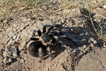 Tarantula