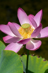 Nelumbo nucifera water plant in bloom, flowering amazing ornamental flowers