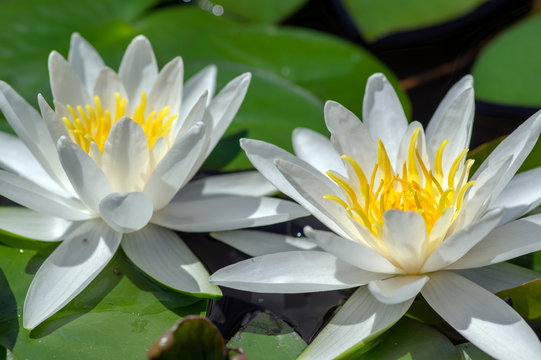 Nymphaea hermine flowering pond plant, beautiful bright white water lily in bloom, yellow center