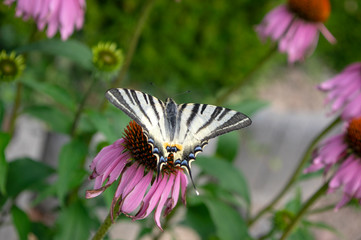 Scarce swallowtail on Echinacea purpurea flowering plant, eastern purple coneflower in bloom