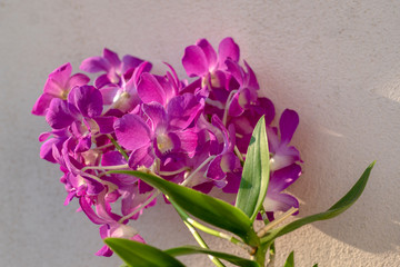Dendrobium orchid purple flowers in bloom, beautiful amazing flowering plant with big bunch of flowers