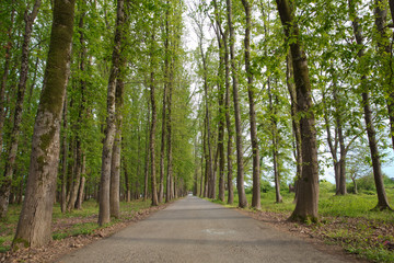 The machine path in the forest . country side space empty car road path way . empty lonely asphalt car road between trees in forest outdoor nature environment in fresh weather time with green colors