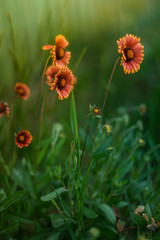 Glade orange rudbeckia flowers in summer garden with green fog
