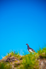 Tateyama Ptarmigan in Tateyama mountains, Japan. Toyama is one of the important cities in Japan for cultures and business markets.