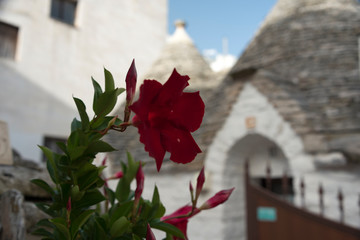 Red flowers foreground and white Trullo houses with conical roof background in sunny day in...