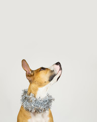 Cute beautiful dog in christmas tinsel around neck. Portrait of staffordshire terrier in white...