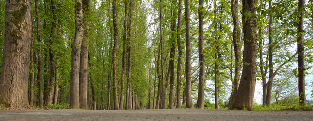 The machine path in the forest . country side space empty car road path way . empty lonely asphalt car road between trees in forest outdoor nature environment in fresh weather time with green colors - Powered by Adobe