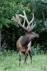 Bull elk – Photographed in Elk State Forest, Elk County, Benezette, Pennsylvania