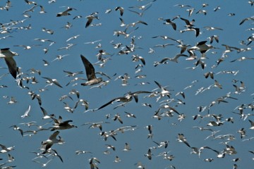 Bandada gaviotas