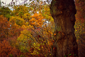 autumn colors