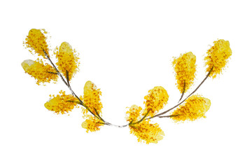 Lush blooming delicate flowers willow branches. Handmade watercolor isolated on white background