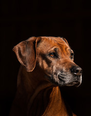 Rhodesian Ridgeback Hündin Portrait