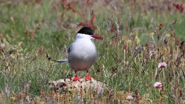 Arctic Tern Beautiful shot of Arctic Tern bird