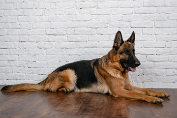 Cheerful perky dog on a brick background. German Shepherd. Cute little face.  Studio photo session. Languid expectation of the meeting