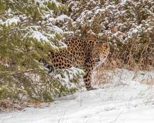 Amur Leopard emerging from between the Trees