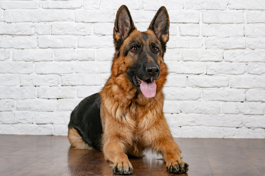Cheerful perky dog on a brick background. German Shepherd. Cute little face.  Studio photo session. Languid expectation of the meeting