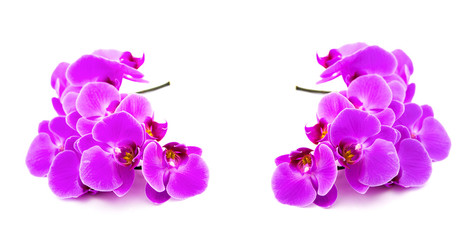 Plakat .orchid branch on white background
