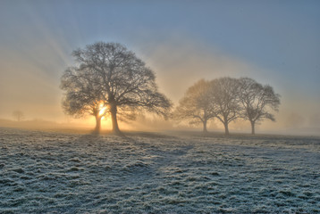 Trees at sunrise in fog