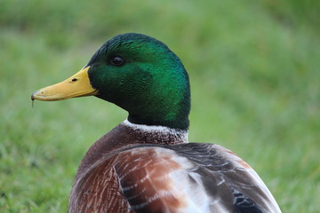 green duck