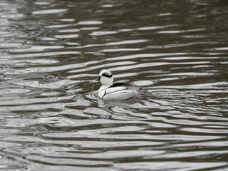 Canard Harle piette barbotant dans l'étang - Mergellus albellus