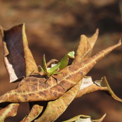Main focus on a cricket lying on a leaf with a blur on the background