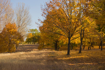 Fototapeta premium Autumn landscape. Forest at dawn. Plantations of maple trees. Trees threw off foliage. Shadows on the ground.