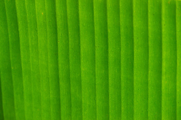 Texture background of backlight fresh green Leaf.Banana leaves,Abstract striped natural background