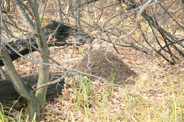 Anthill in the forest among dry grass and fallen leaves